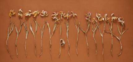 Iris Friedrich: Atelierblumen